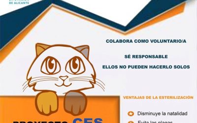 Ayuntamiento y Diputación colaboran en la esterilización de gatos