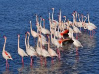 El Ayuntamiento de Dolores celebra el Día Mundial de los Parques Naturales recordando el orgullo de la Vega Baja: El Hondo